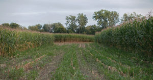 Interactive exhibit dazzles with maize