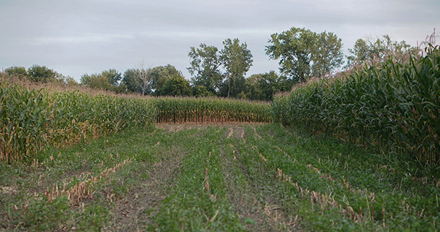 Interactive exhibit dazzles with maize