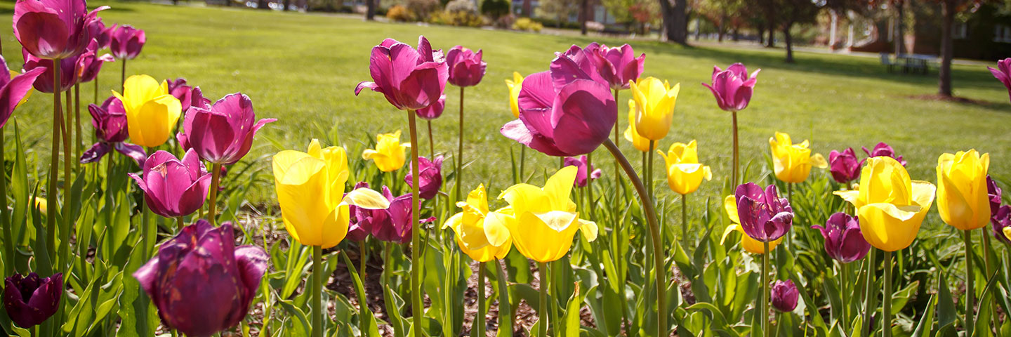 Flowers in bloom on campus at Saint Michael's College. 