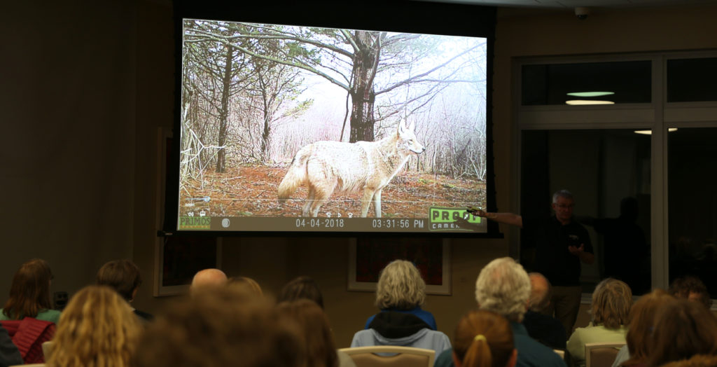 big coyote slide and watchers
