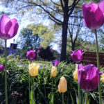 Flowers at Saint Michael's College