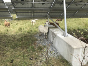 sheep curious