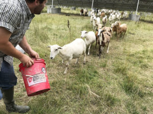 Lewis and sheep