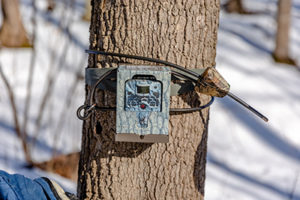 up close on tree