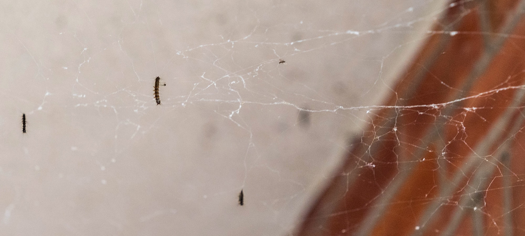 spongy silk
