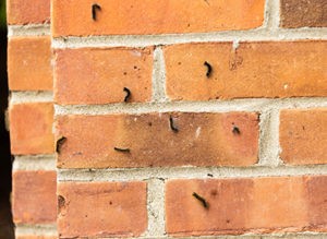 bricks
