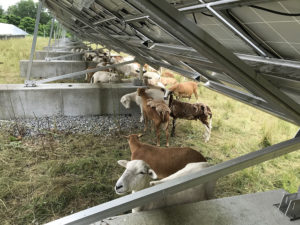 sheep