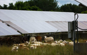 sheep max
