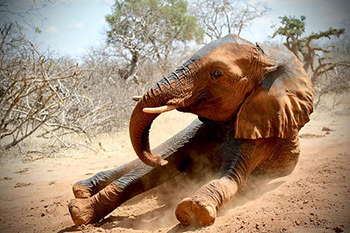 elephant