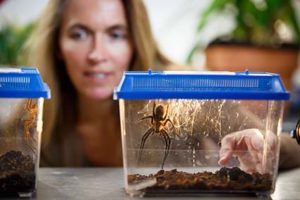 ruth and spiders