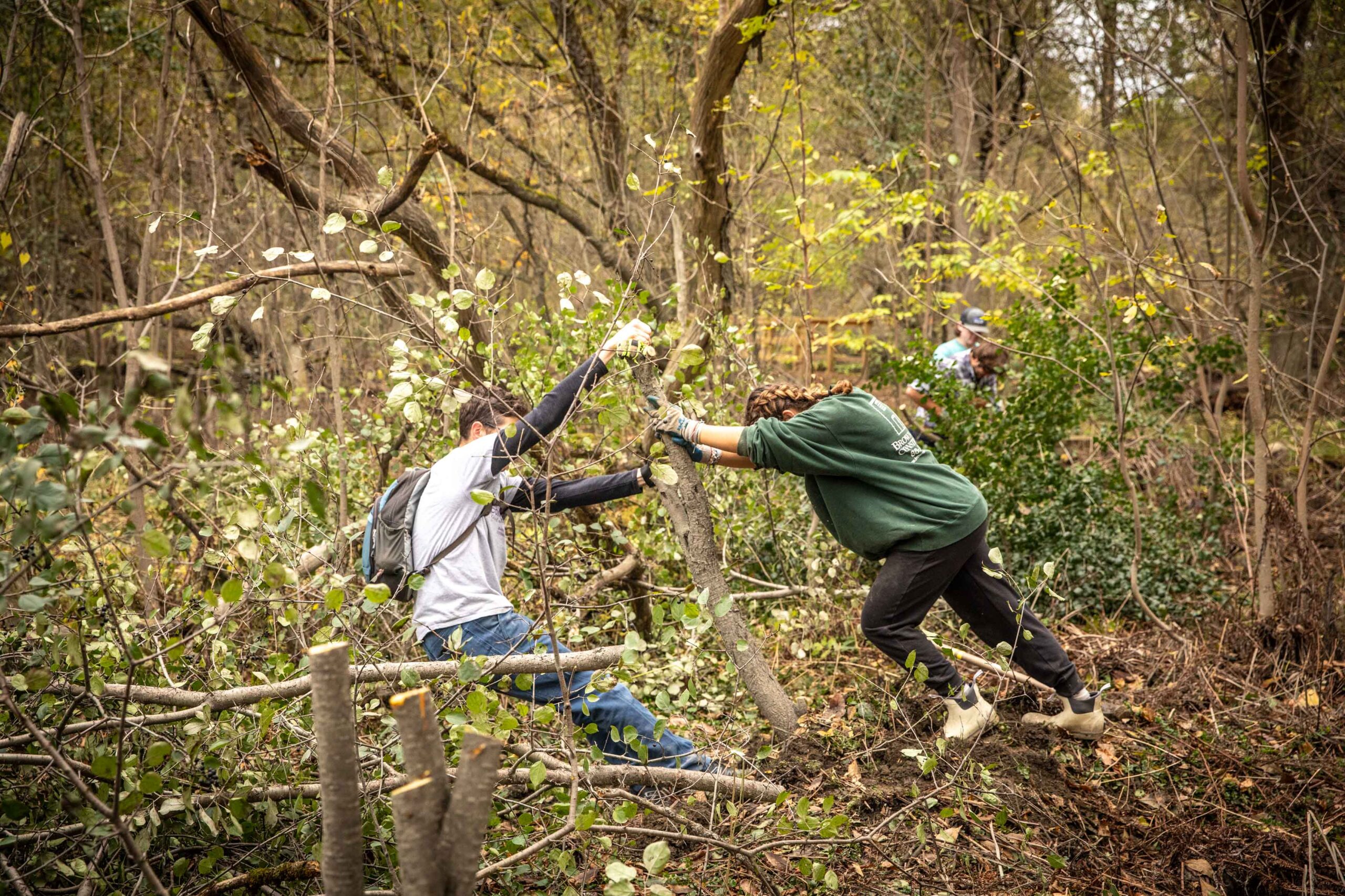 Students Tackle Invasive Species