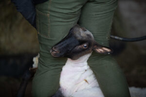 Saint Michael's College alum Mary Lake on her farm.
