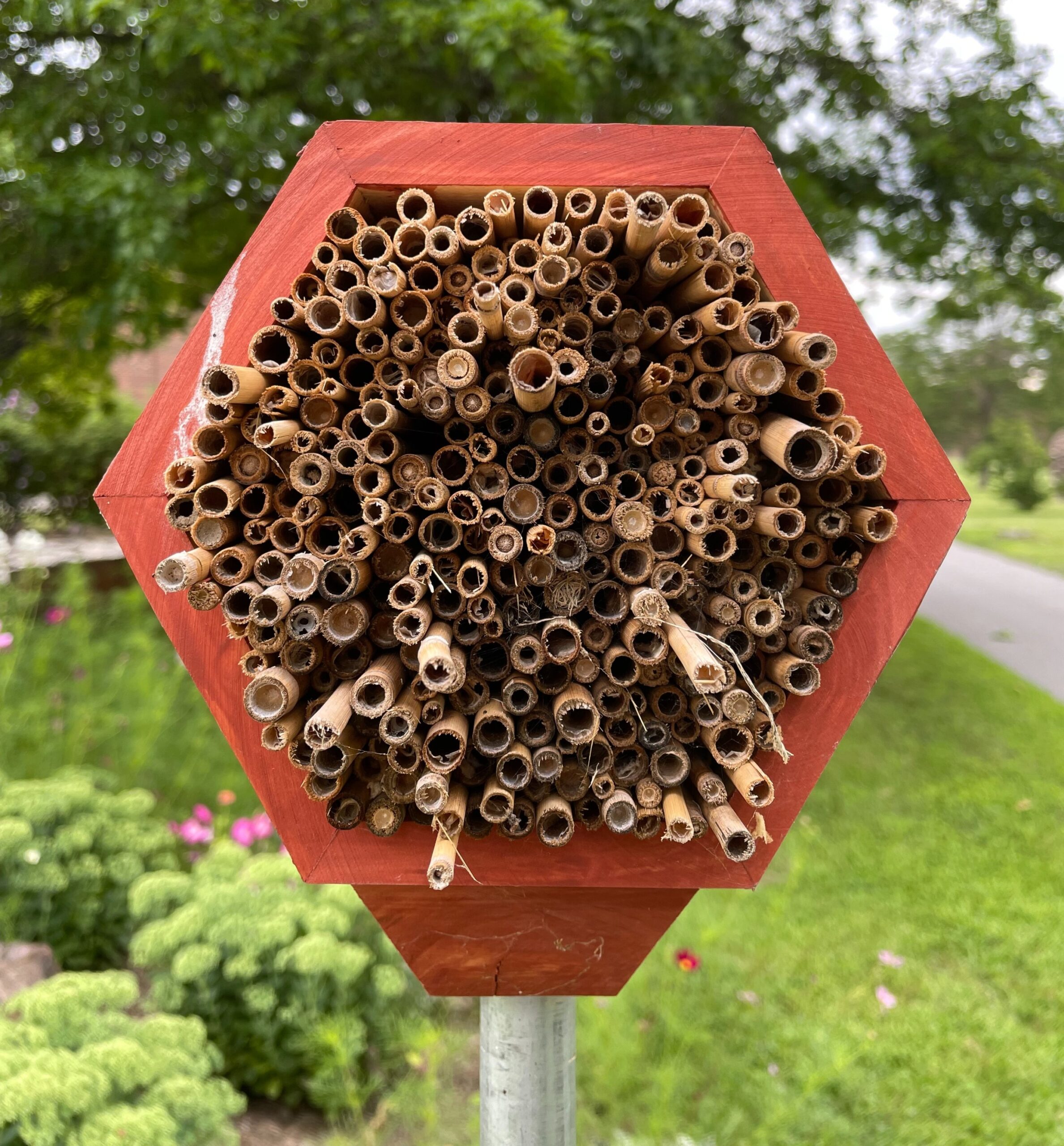 Replaceable Phragmites Reed Bee Houses are created by Art & Ecology students.