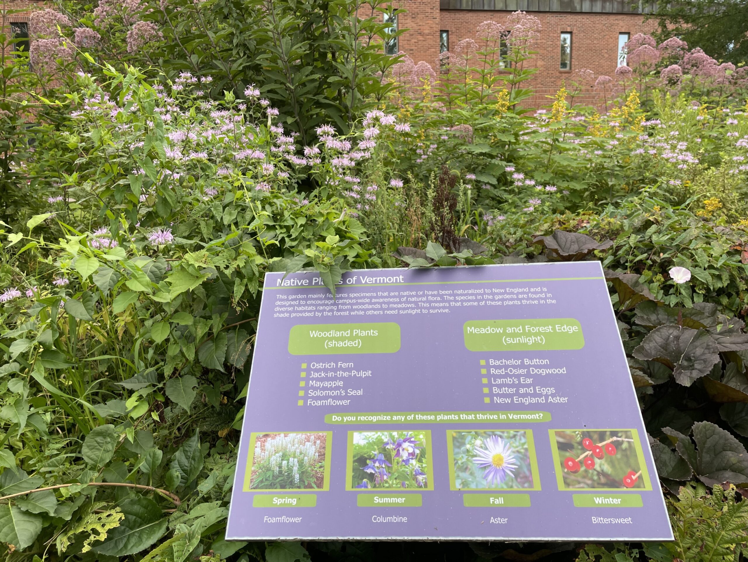 Part of the Teaching Gardens is dedicated to showcasing native Vermont plants.