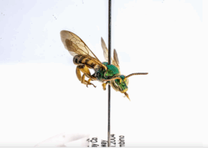 A picture of a Brown-winged Striped Sweat Bee taken by St. Mike's Professor of Art & Design Brian Collier at the Museum of Natural History in New York City. The picture will be used as part of an exhibit Collier is creating entitled "Essential Strangers." (Photo by Brian Collier)