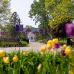 white cupola in the center of campus with yellow and purple tulips in foreground
