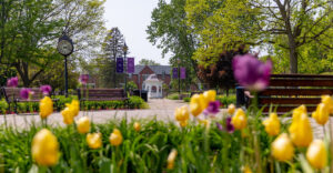 white cupola in the center of campus with yellow and purple tulips in foreground