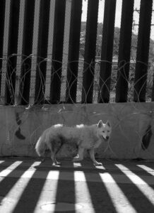 A stray dog saunters along in the shadow of the US-Mexico border wall in Nogales, Arizona