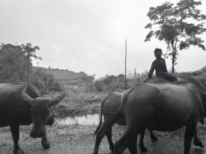 A Hmong boy riding atop a water buffalo as he travels along a mountainous road in Hà Giang, Vietnam