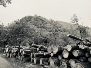 Fallen pine trees due to storm in Swansea, Wales