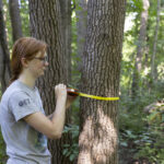 A female student measures a tree in the Saint Michael's College natural area using yellow transect tape.