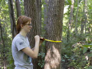 A female student measures a tree in the Saint Michael's College natural area using yellow transect tape.