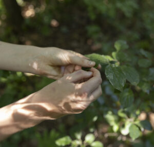 Hands of a student touch a leafy green plant called Buckthorn in the woods.